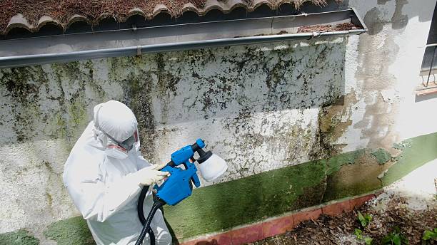 Trusted Attic Mold Removal service in Saint Charles, IL - Cheap Mold Removal